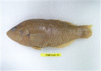 藏品(日本擬隆頭魚)的圖片